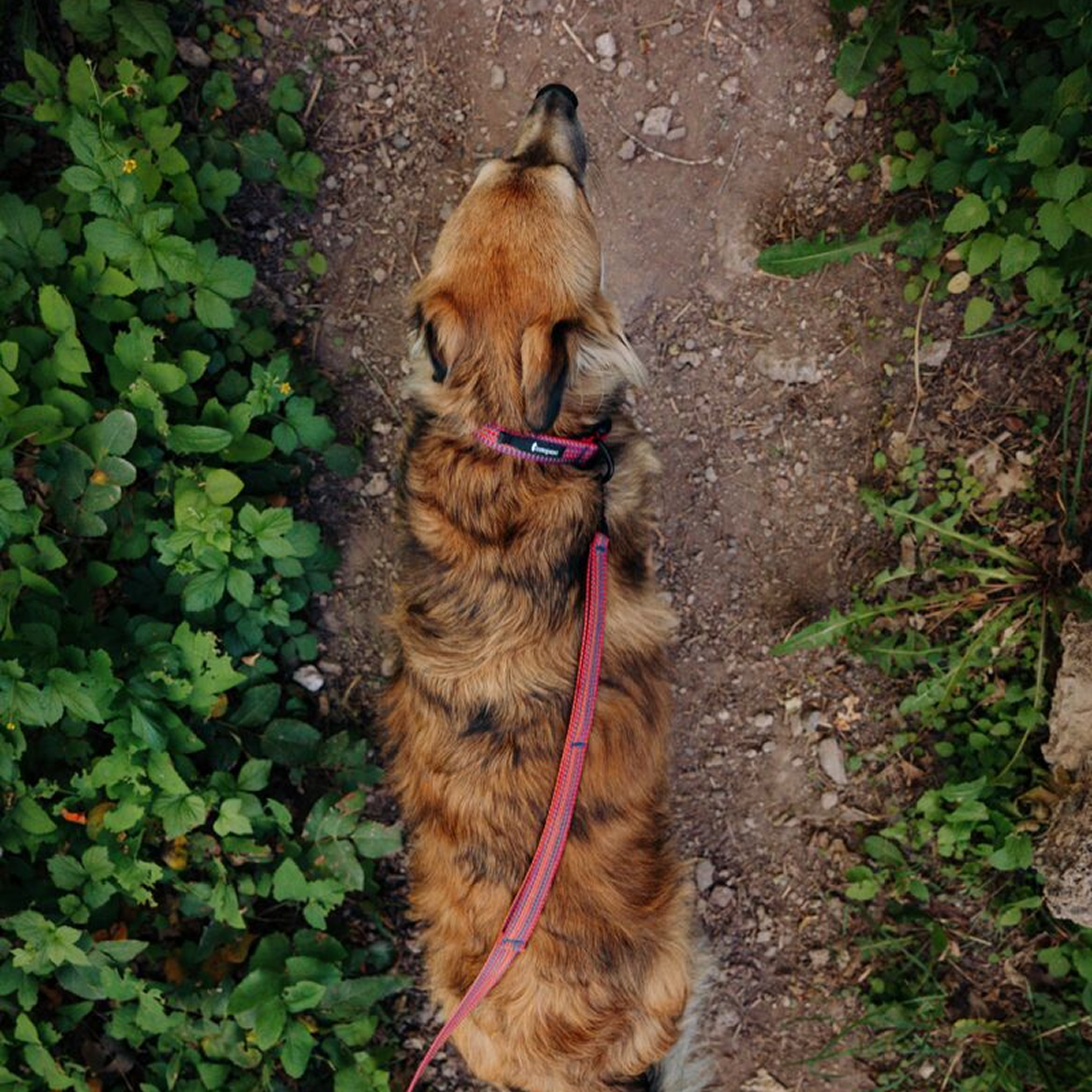 Del D??a Dog Leash - Image 4