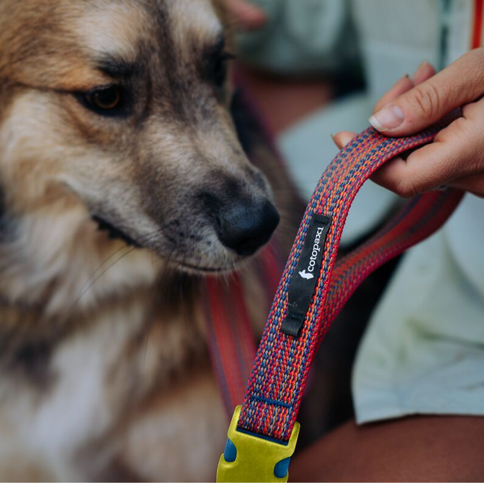 Del D??a Dog Leash - Image 6